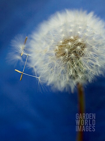 TARAXACUM_OFFICINALE_DANDELION_CLOCK