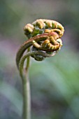 DRYOPTERIS, FERN - BUCKLER FERN