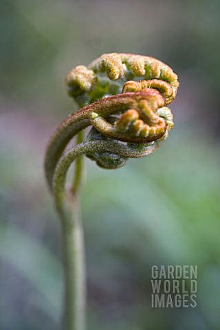 DRYOPTERIS_FERN__BUCKLER_FERN