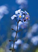 MYOSOTIS ALPESTRIS, FORGET-ME-NOT - ALPINE