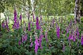 DIGITALIS PURPUREA, FOXGLOVE