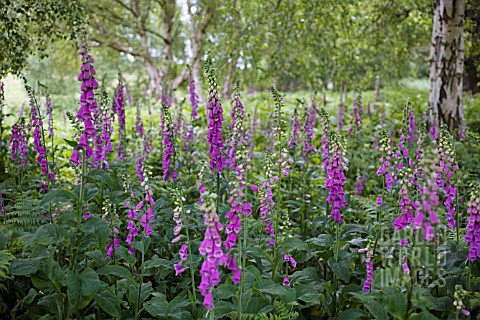 DIGITALIS_PURPUREA_FOXGLOVE