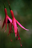 FUCHSIA MAGELLANICA, FUCHSIA