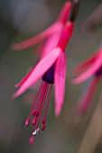 FUCHSIA MAGELLANICA, FUCHSIA