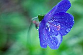 GERANIUM PRATENSE, GERANIUM, CRANESBILL