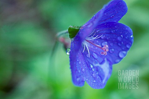 GERANIUM_PRATENSE_GERANIUM_CRANESBILL