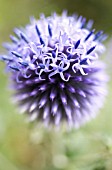 ECHINOPS ‘VEITCH’S BLUE’, GLOBE THISTLE