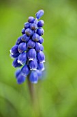 MUSCARI AUCHERI ‘DARK EYES’, GRAPE HYACINTH