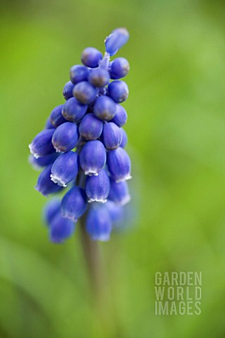 MUSCARI_AUCHERI_DARK_EYES_GRAPE_HYACINTH