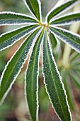 HELLEBORUS FOETIDUS, HELLEBORE - STINKING HELLEBORE