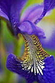 IRIS DELAVAYI, IRIS