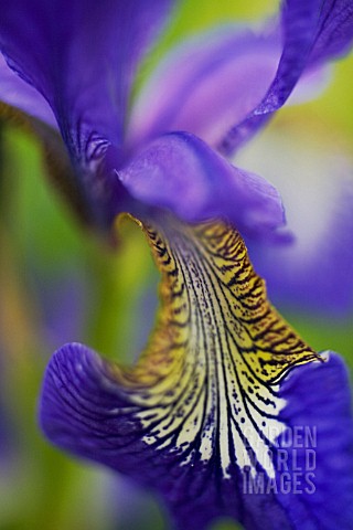 IRIS_DELAVAYI_IRIS