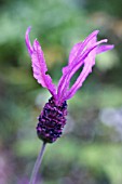 LAVANDULA STOECHAS PAPILLON, LAVENDER