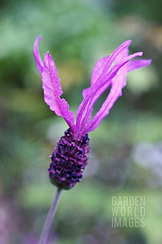 LAVANDULA_STOECHAS_PAPILLON_LAVENDER