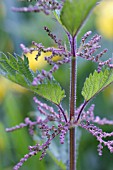 URTICA DIOICA, NETTLE