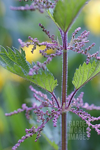 URTICA_DIOICA_NETTLE