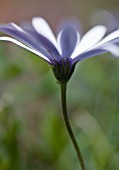 OSTEOSPERMUM, OSTEOSPERMUM