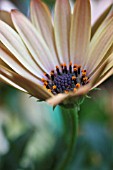 OSTEOSPERMUM BUTTERMILK, OSTEOSPERMUM