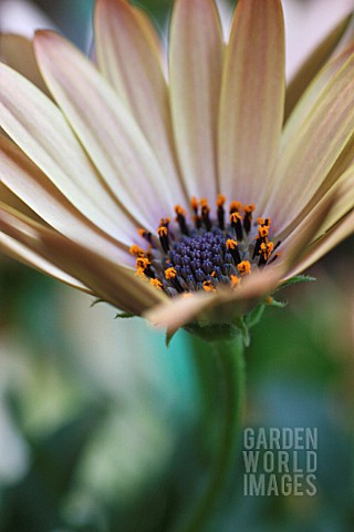 OSTEOSPERMUM_BUTTERMILK_OSTEOSPERMUM