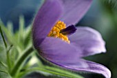 PULSATILLA VULGARIS, PASQUE FLOWER