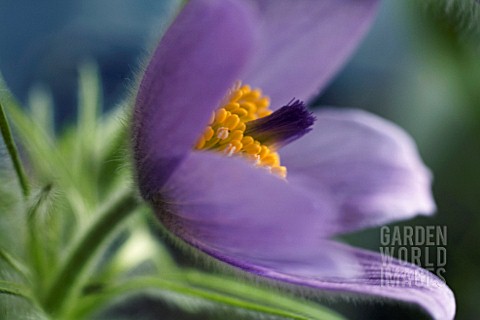 PULSATILLA_VULGARIS_PASQUE_FLOWER