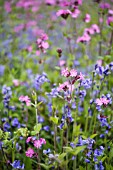 HYACINTHOIDES NON-SCRIPTA, BLUEBELL - ENGLISH BLUEBELL