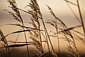 PHRAGMITES AUSTRALIS, REEDS, SEDGE