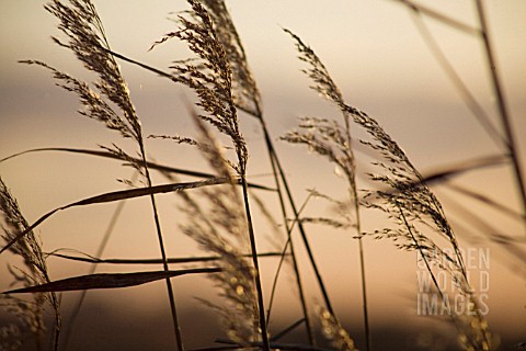 PHRAGMITES_AUSTRALIS_REEDS_SEDGE