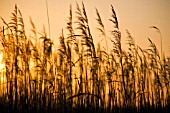 PHRAGMITES AUSTRALIS, REEDS, SEDGE