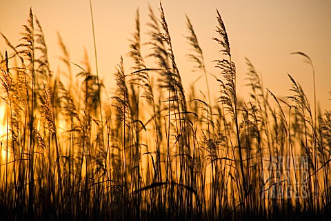 PHRAGMITES_AUSTRALIS_REEDS_SEDGE