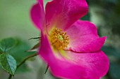 ROSA ‘SUMMER BREEZE’, ROSE, WILD ROSE, DOG ROSE