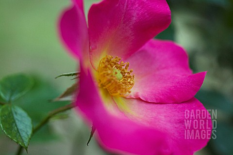 ROSA_SUMMER_BREEZE_ROSE_WILD_ROSE_DOG_ROSE