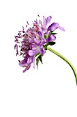 SCABIOSA ATROPURPUREA, SCABIOUS