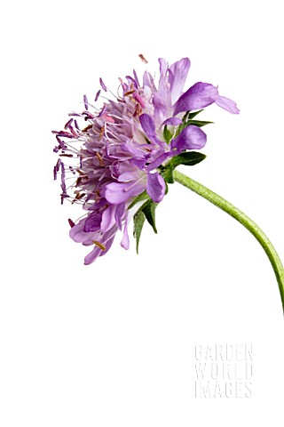 SCABIOSA_ATROPURPUREA_SCABIOUS