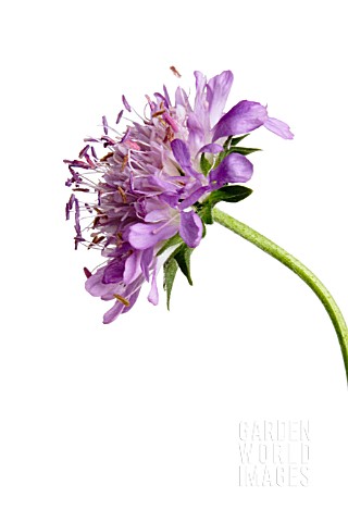 SCABIOSA_ATROPURPUREA_SCABIOUS