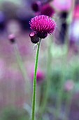 CIRSIUM RIVULARE ATROPURPUREUM, CIRSIUM