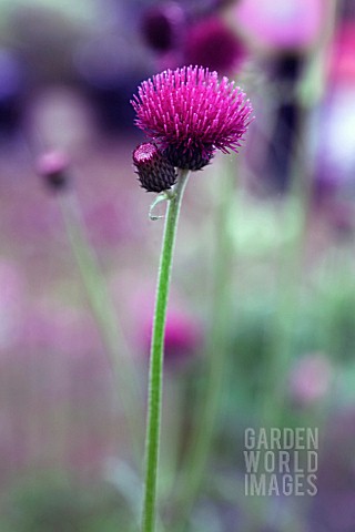 CIRSIUM_RIVULARE_ATROPURPUREUM_CIRSIUM