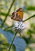 MENTHA AQUATICA, MINT - WATERMINT