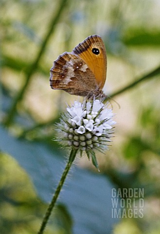 MENTHA_AQUATICA_MINT__WATERMINT