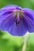 GERANIUM PRATENSE, GERANIUM, CRANESBILL