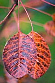 COTINUS COGGYGRIA ROYAL PURPLE, SMOKE BUSH