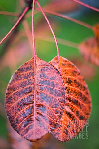 COTINUS_COGGYGRIA_ROYAL_PURPLE_SMOKE_BUSH