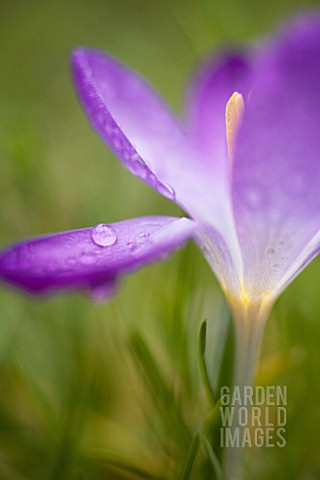 CROCUS_VERNUS_CROCUS