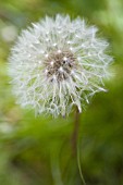 TARAXACUM OFFICINALE, DANDELION CLOCK