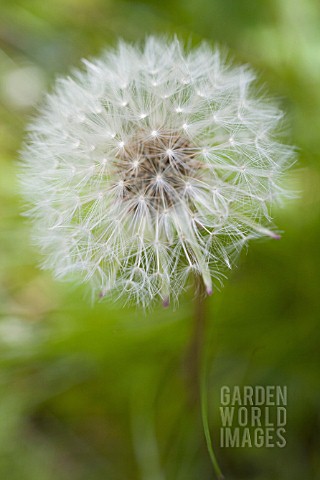 TARAXACUM_OFFICINALE_DANDELION_CLOCK