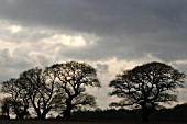 QUERCUS ROBUR, OAK - ACORN