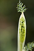 FOENICULUM VULGARE, FENNEL