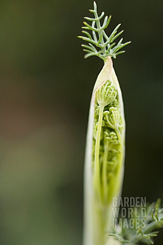 FOENICULUM_VULGARE_FENNEL