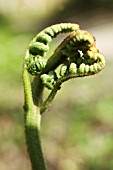 DRYOPTERIS, FERN - BUCKLER FERN