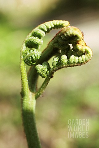 DRYOPTERIS_FERN__BUCKLER_FERN